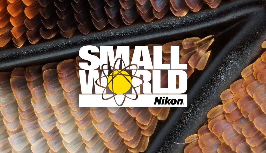 Nikon’s Small World 2024 - artinfo