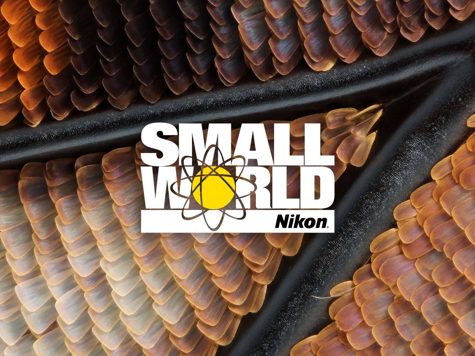 Nikon’s Small World 2024