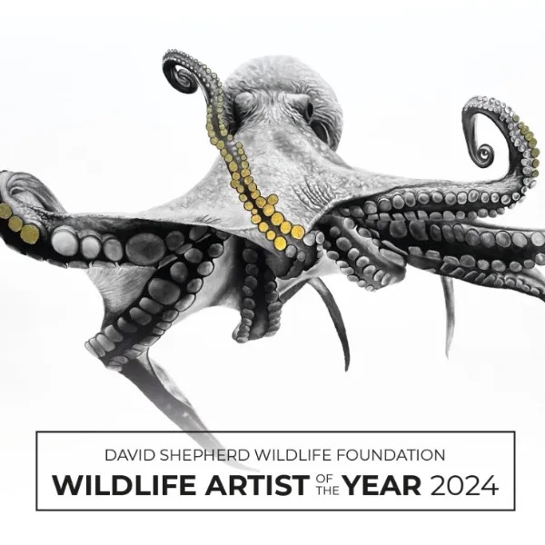 Wildlife Artist of the Year 2024